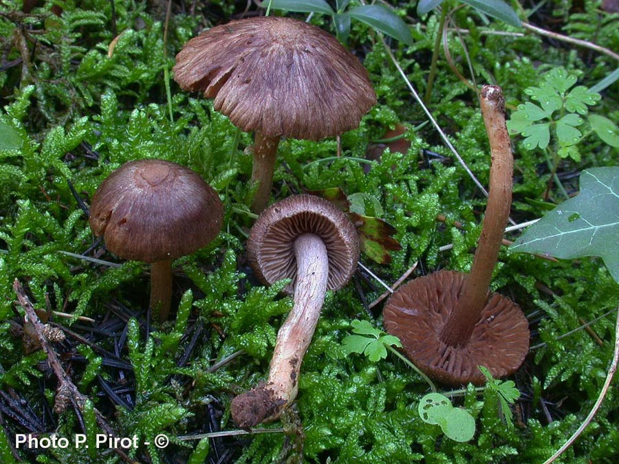 Inocybe obscura