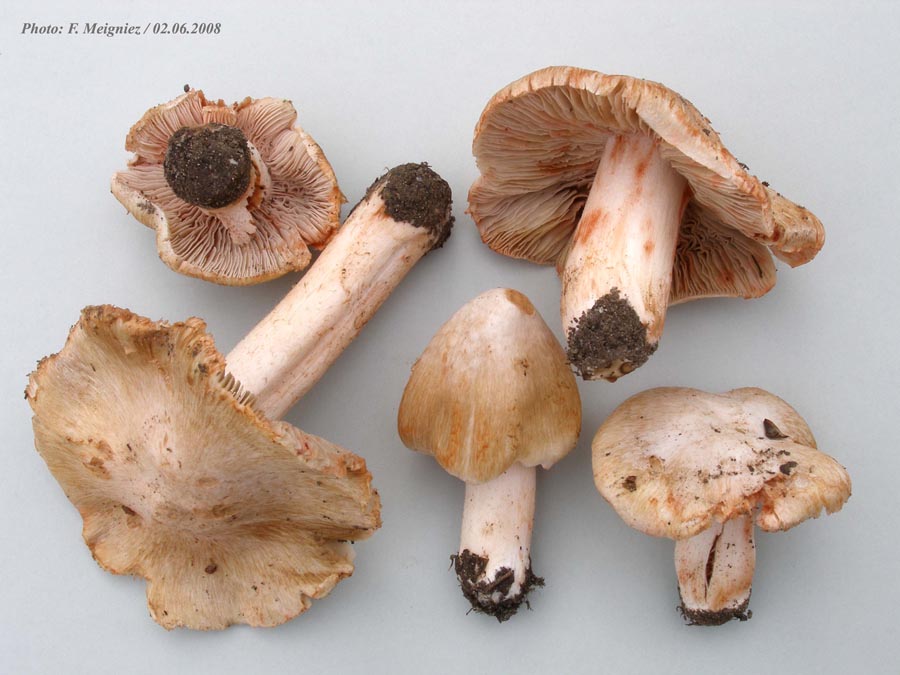 Inocybe patouillardii