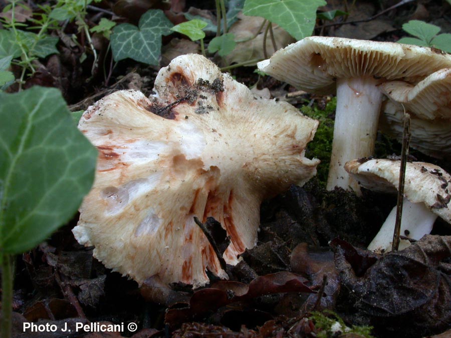 Inocybe patouillardii