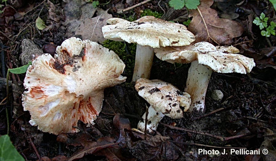 Inocybe patouillardii