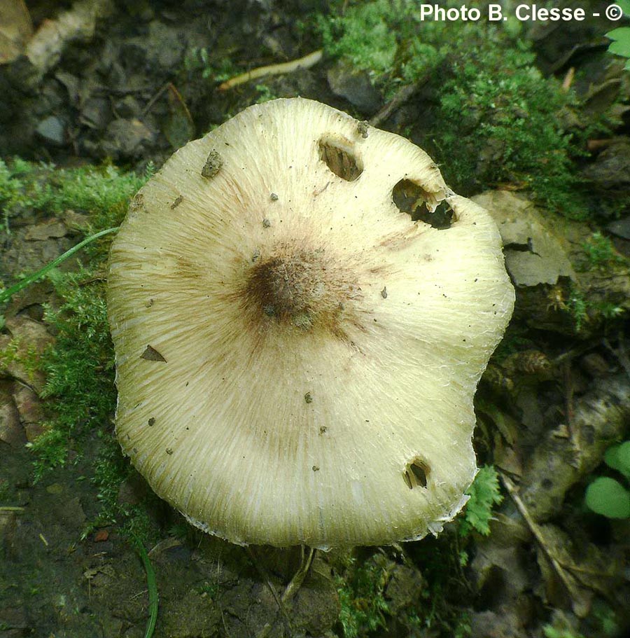 Inocybe perlata