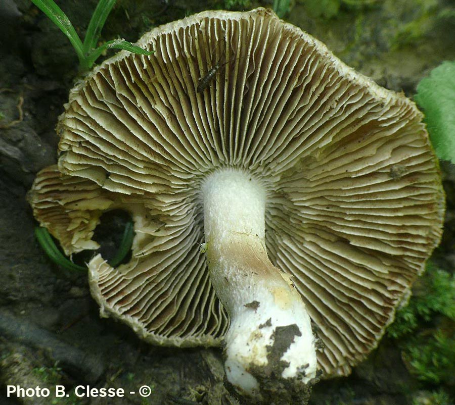 Inocybe perlata