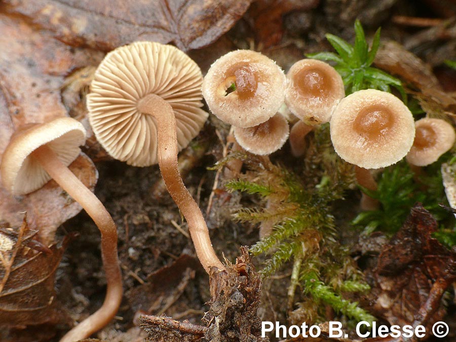 Inocybe petiginosa