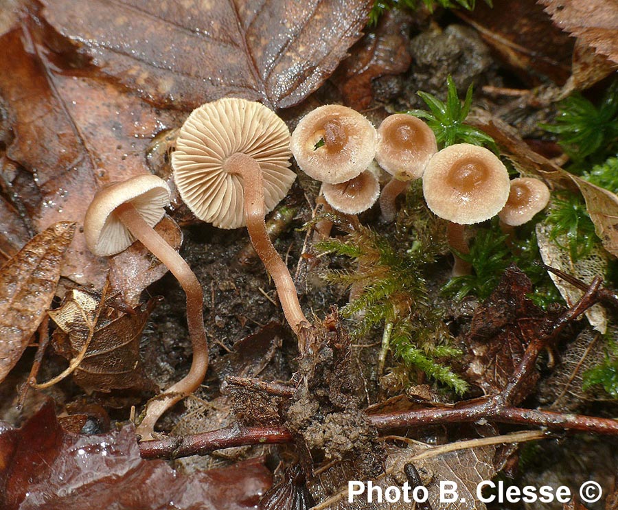 Inocybe petiginosa