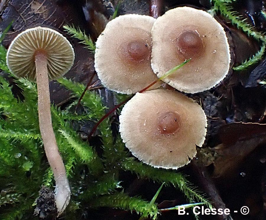 Inocybe petiginosa