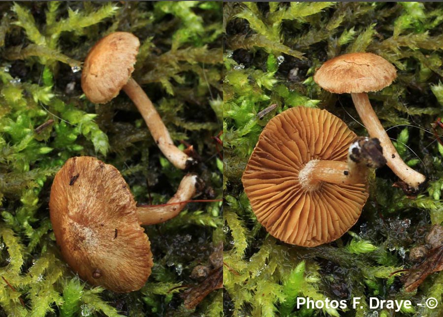 Inocybe petiginosa