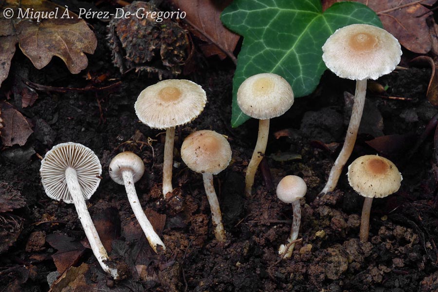 Inocybe phaeodisca var. geophylloides