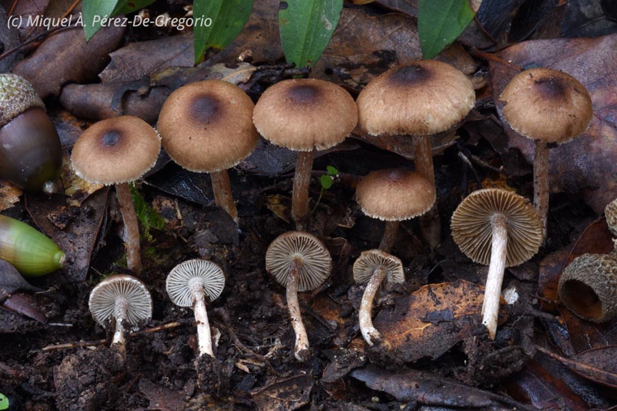 Inocybe phaeodisca