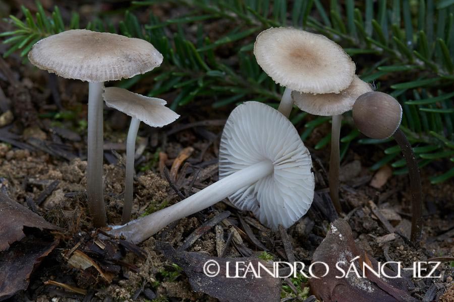 Inocybe pisciodora