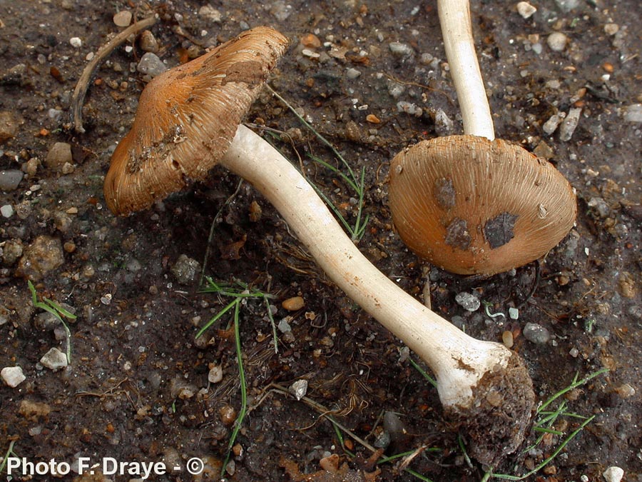 Inocybe praetervisa