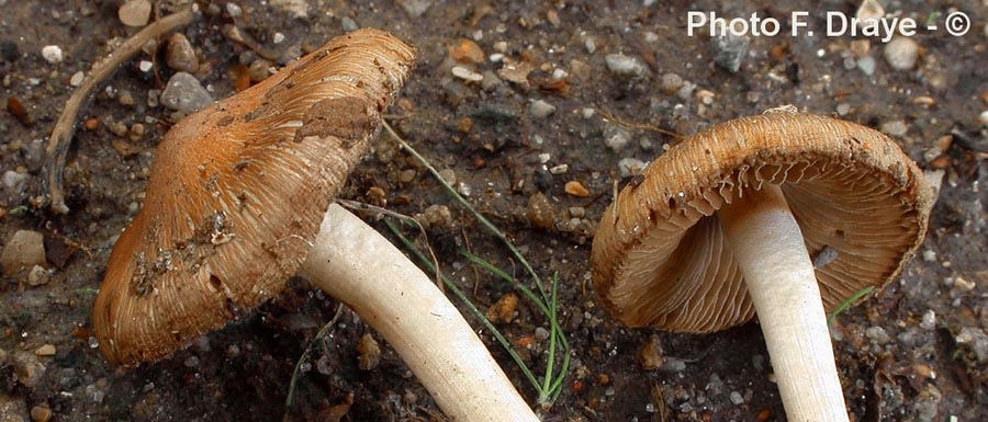 Inocybe praetervisa