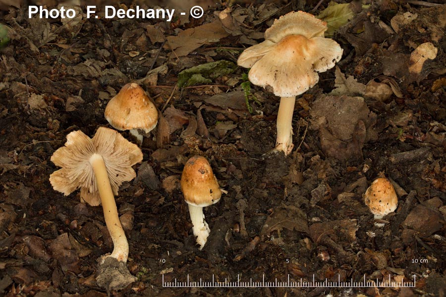 Inocybe praetervisa