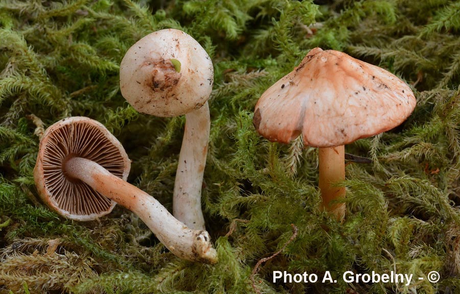 Inocybe pudica