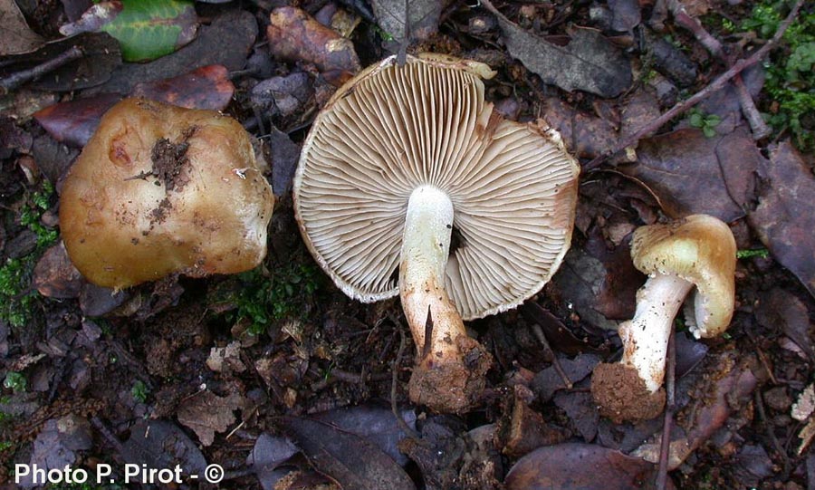 Inocybe pyriodora