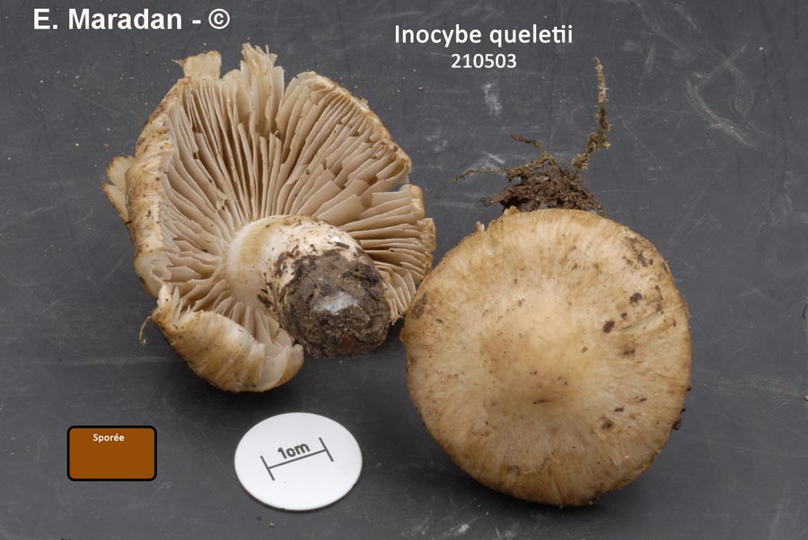 Inocybe queletii