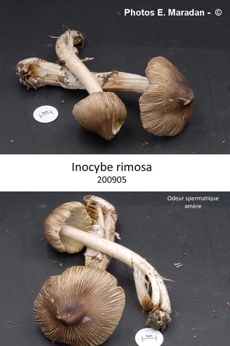 Inocybe rimosa