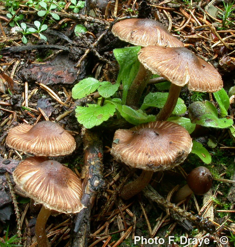 Inocybe rimosa