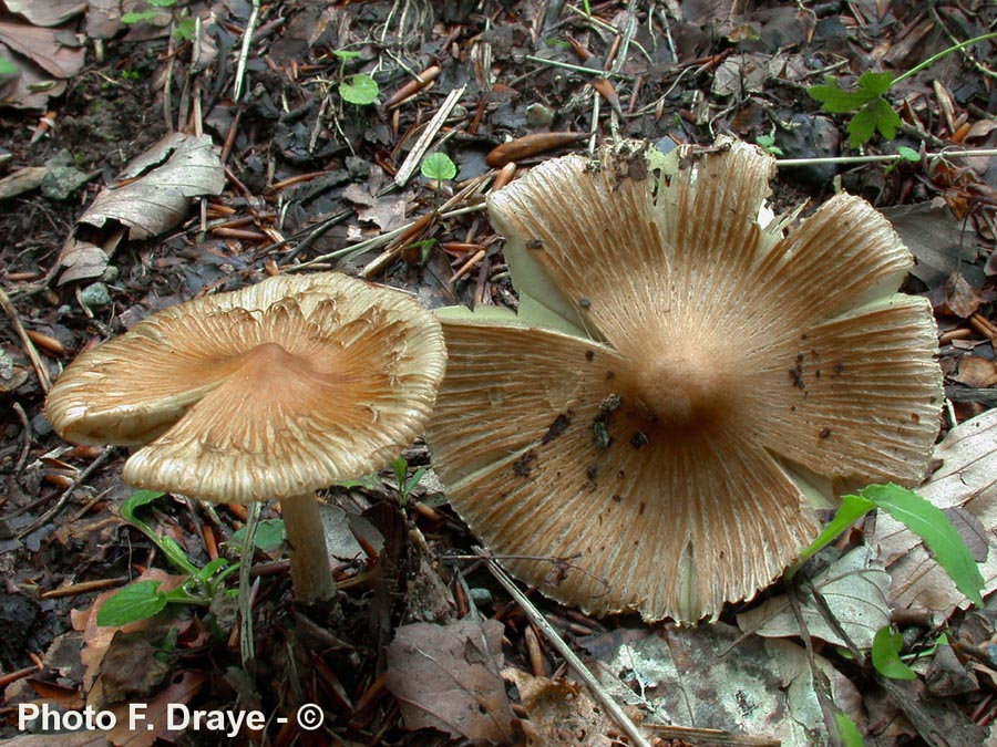 Inocybe rimosa