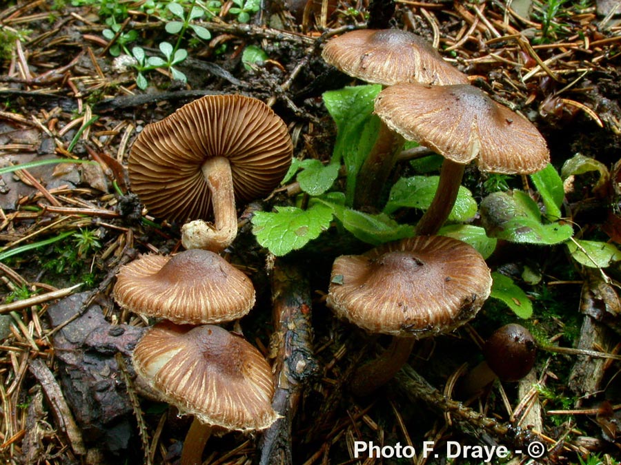 Inocybe rimosa