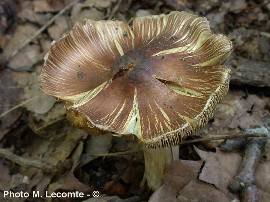 Inocybe rimosa