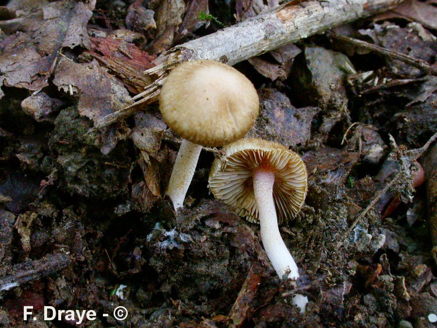 Inocybe spadicea