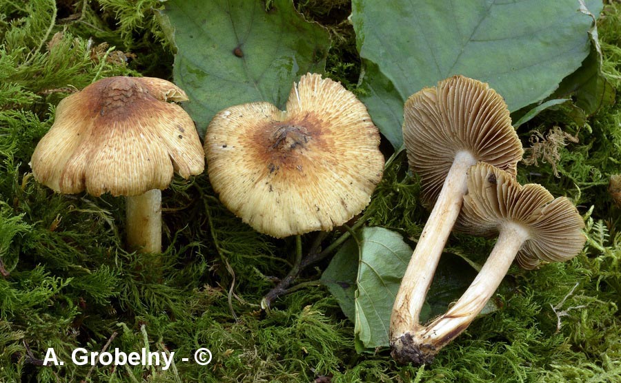 Inocybe squamata