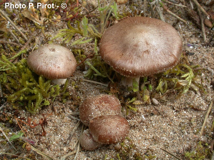 Inocybe tarda var. sabulicola