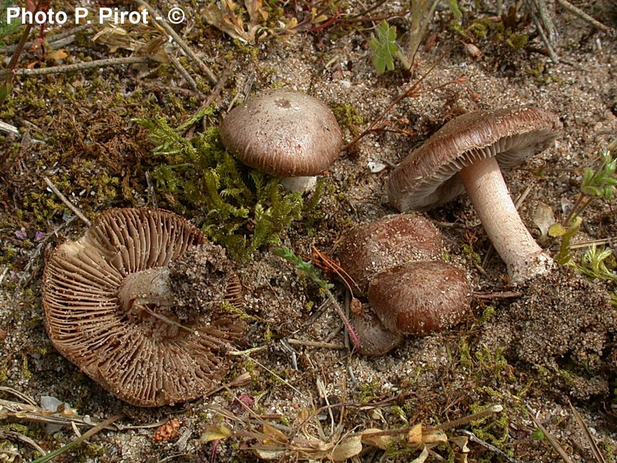 Inocybe tarda var. sabulicola