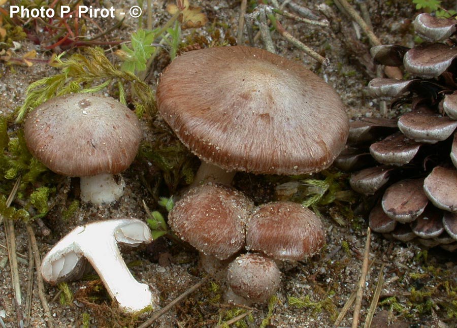 Inocybe tarda var. sabulicola