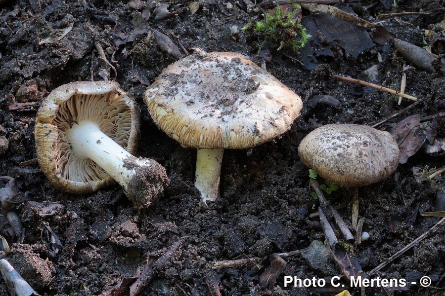 Inocybe terrifera