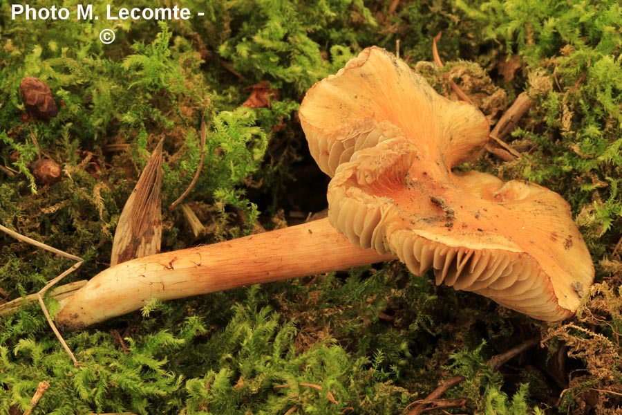 Inocybe xanthocephala