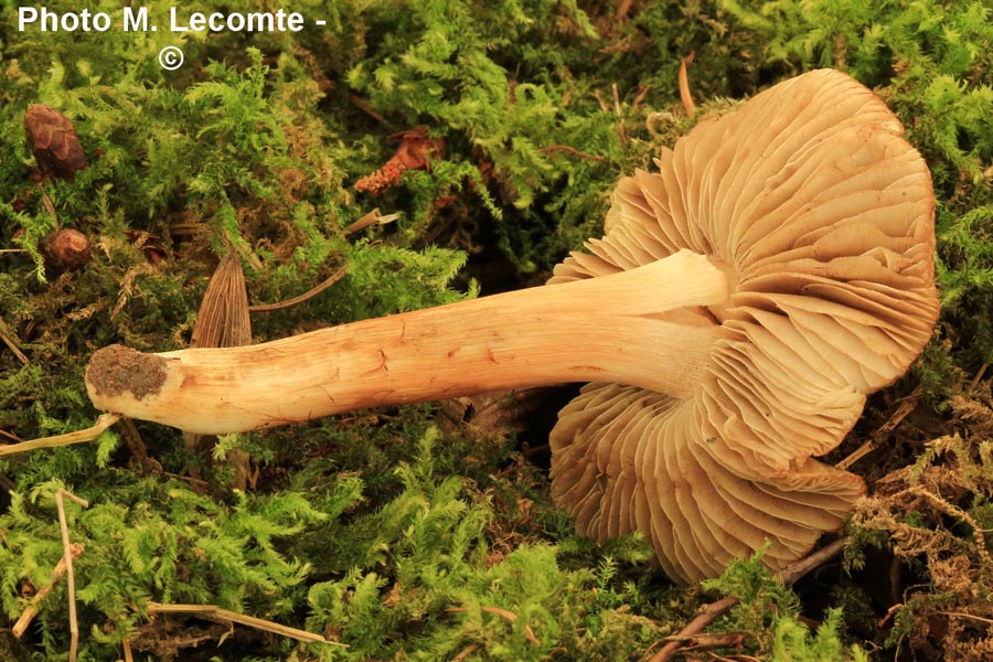 Inocybe xanthocephala