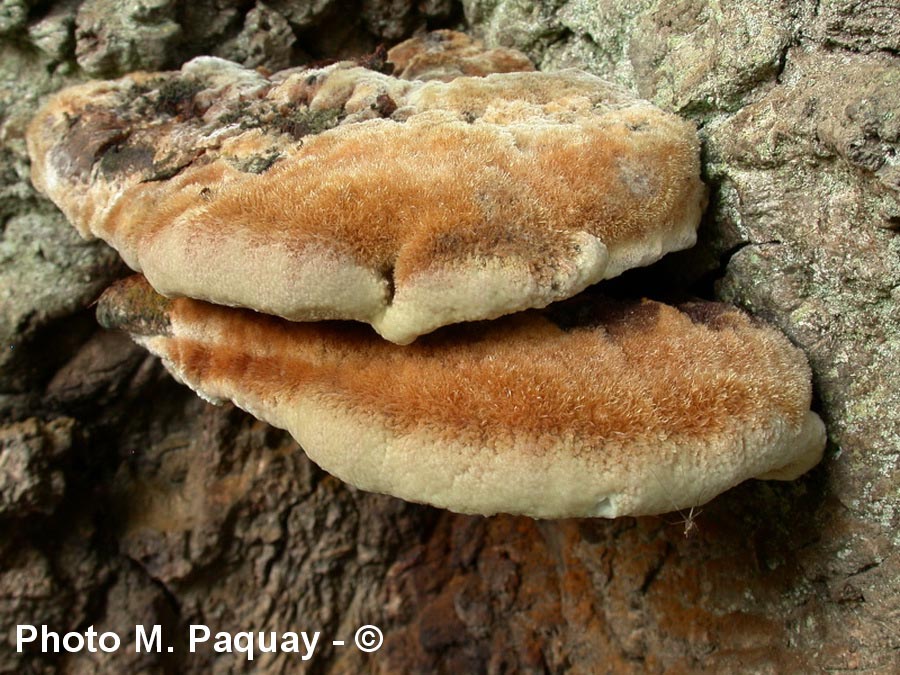 Inonotus dryophilus