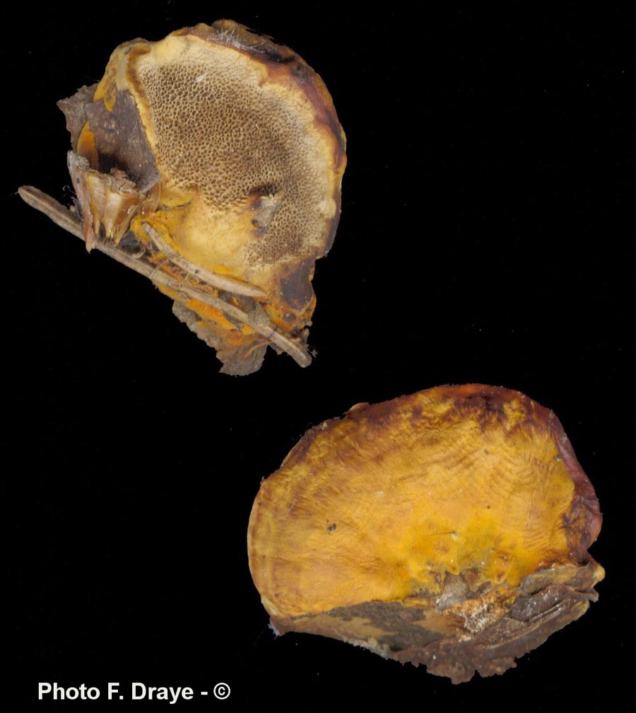 Inonotus rheades