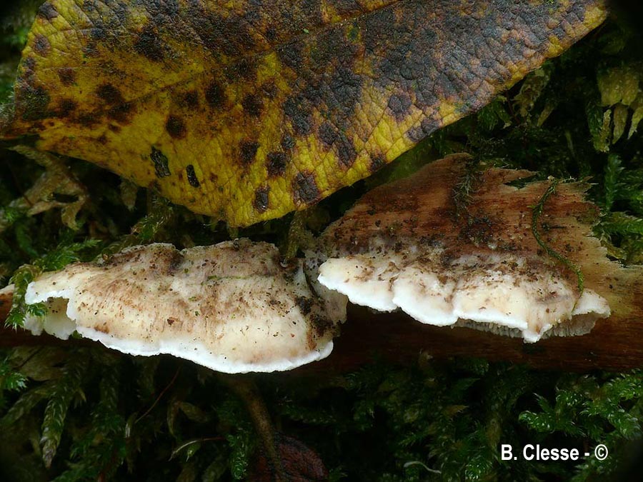 Irpex oreophilus (Steccherinum oreophilum)