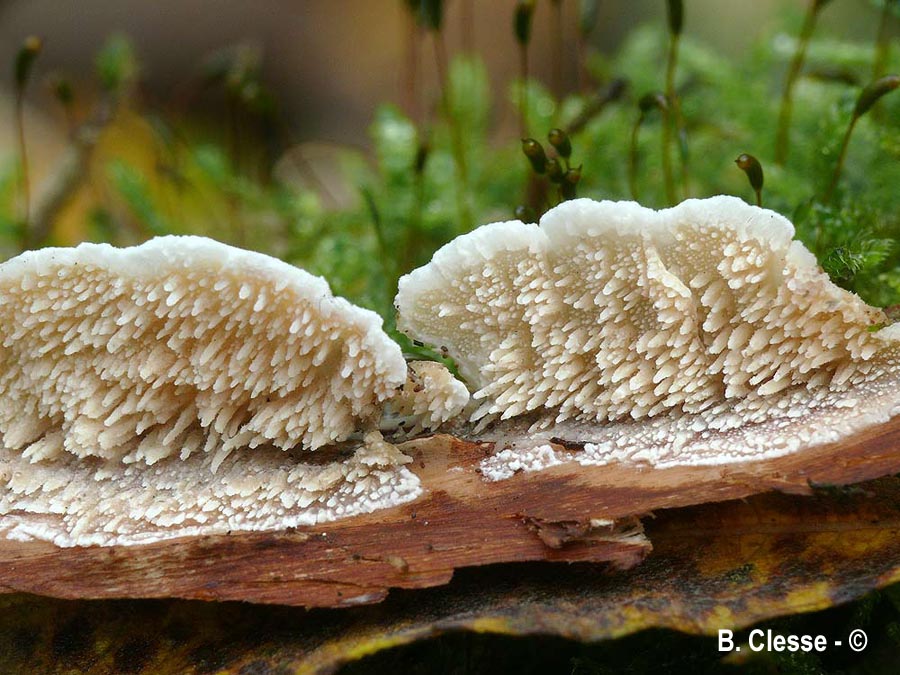 Irpex oreophilus (Steccherinum oreophilum)