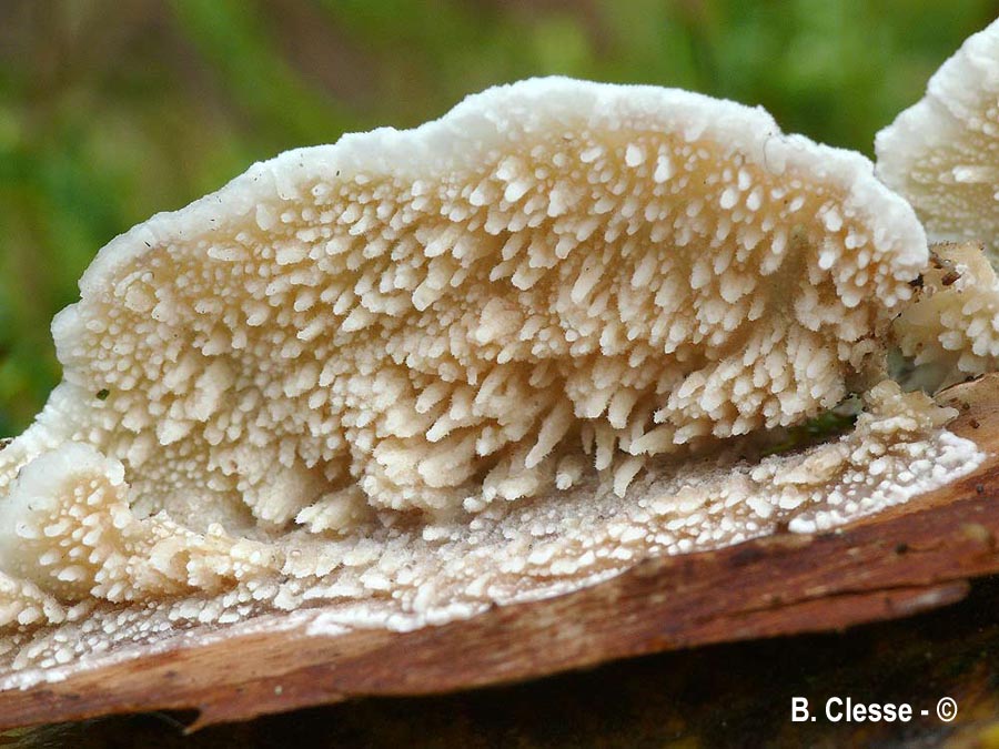 Irpex oreophilus (Steccherinum oreophilum)