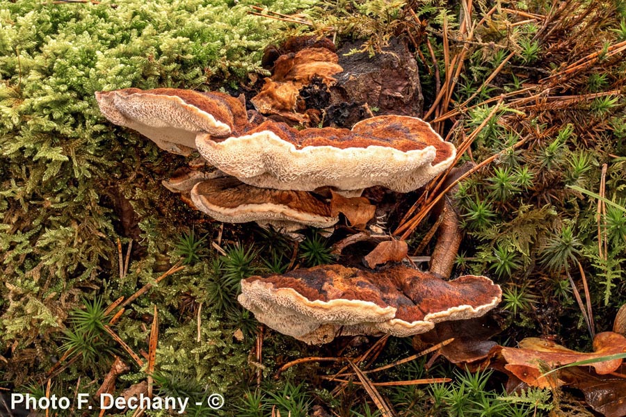 Ischnoderma benzoinum