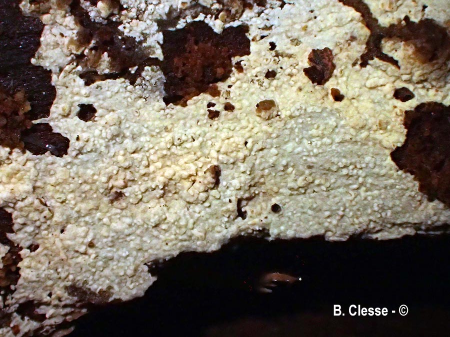 Kneiffiella subalutacea
