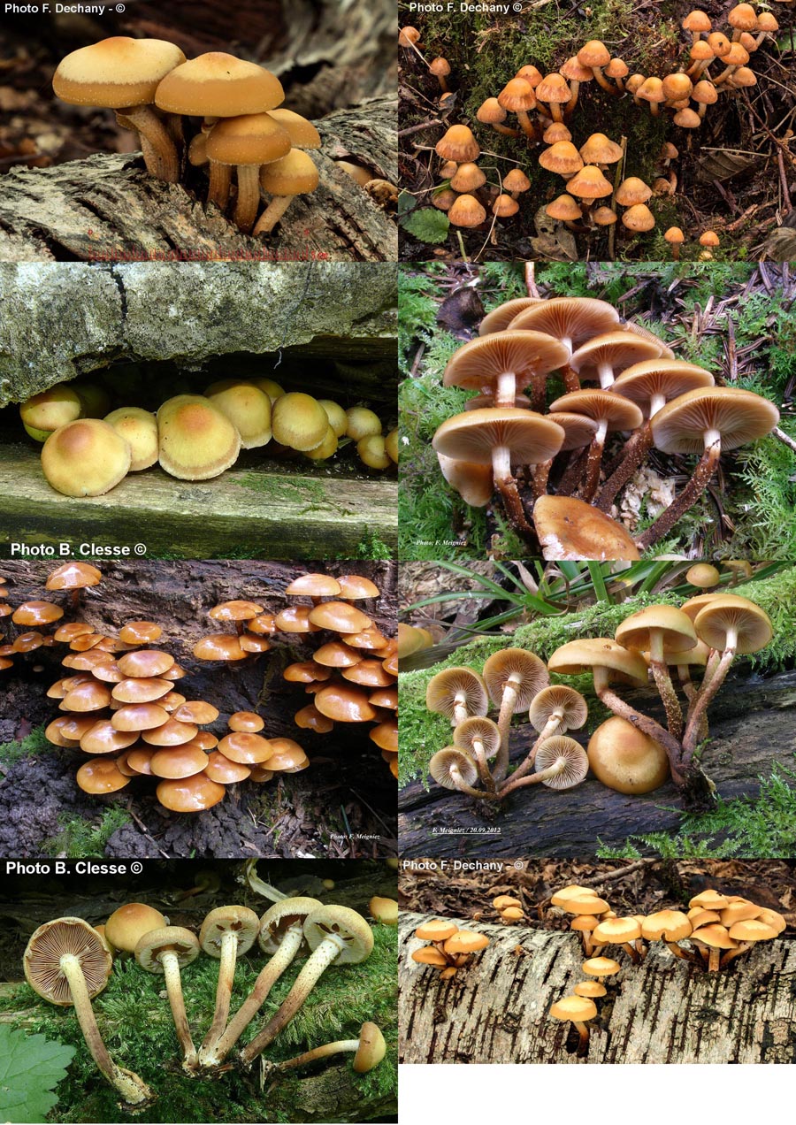 Kuehneromyces mutabilis