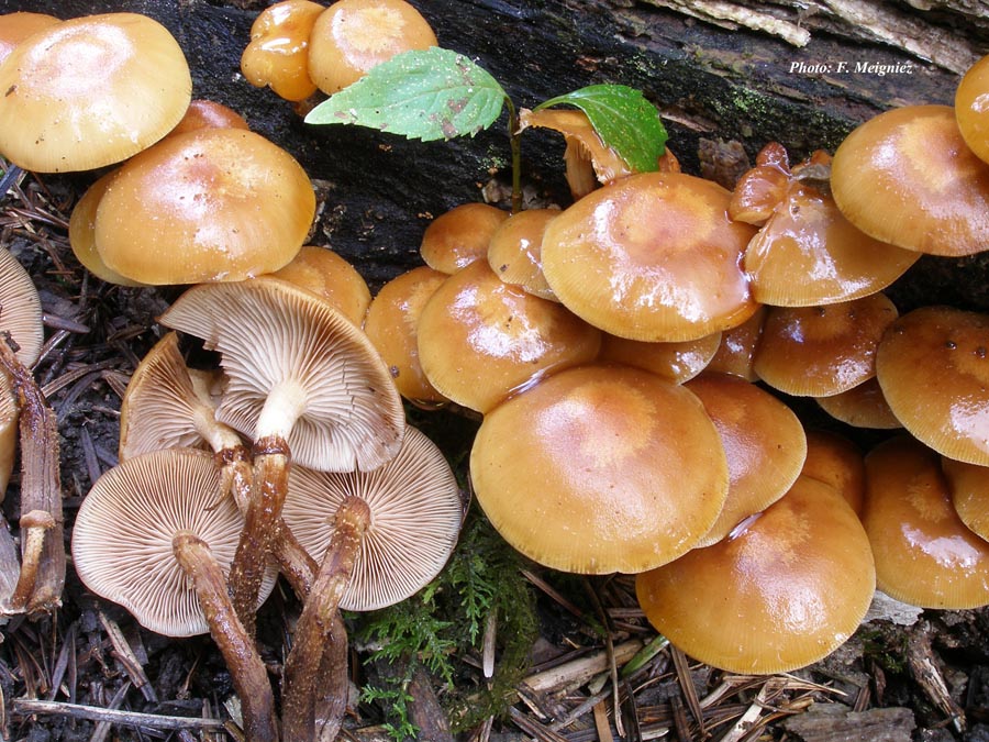 Kuehneromyces mutabilis