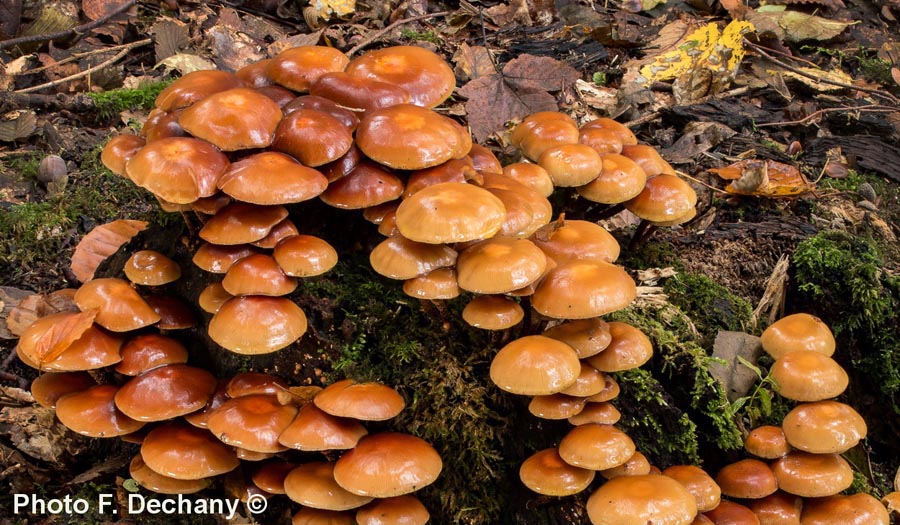 Kuehneromyces mutabilis