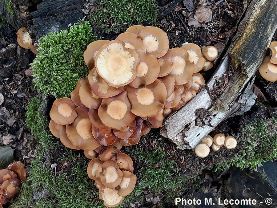 Kuehneromyces mutabilis