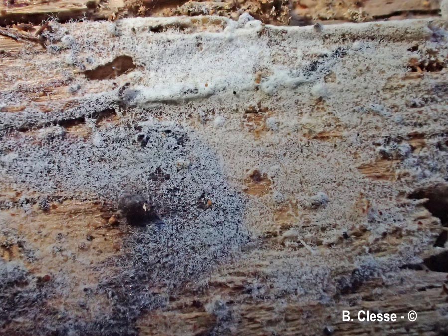 Kurtia argillacea (Hyphoderma argillaceum)