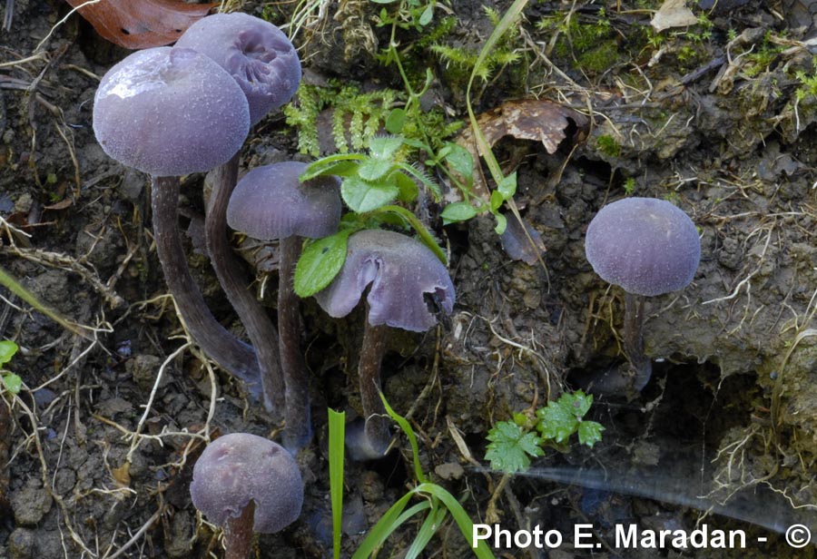 Laccaria amethystina (L. amethystea)