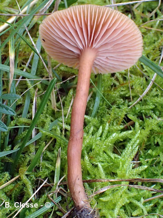 Laccaria affinis (Laccaria laccata)