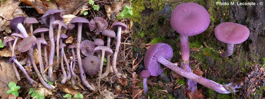 Laccaria amethystina