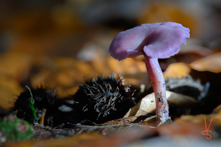 Laccaria amethystina (= L. amethystea)