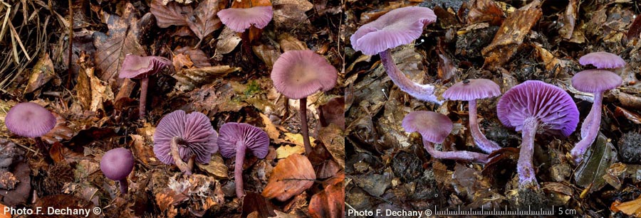 Laccaria amethystina