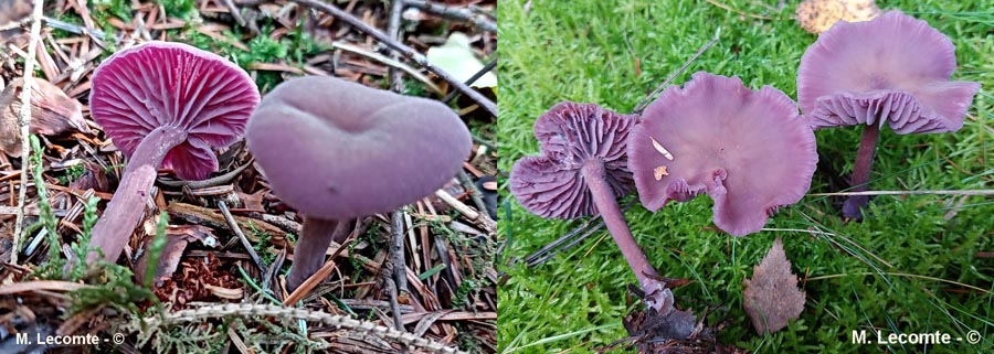 Laccaria amethystina (Laccaria amethystea)